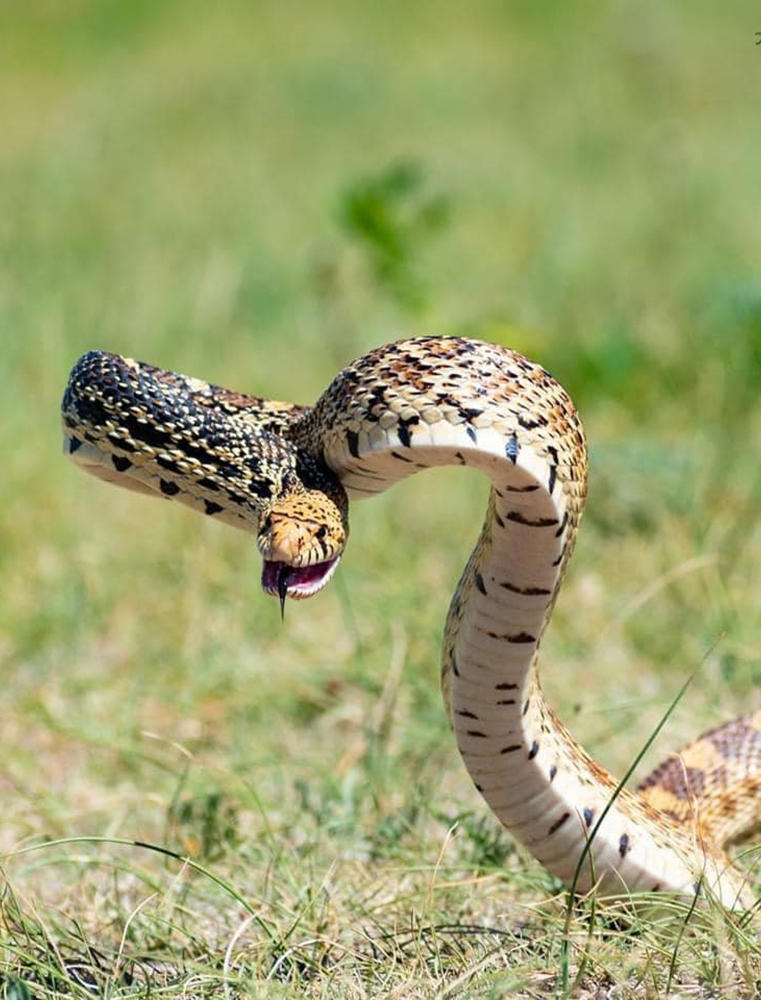 Photo of Rattlesnake ready to Strike