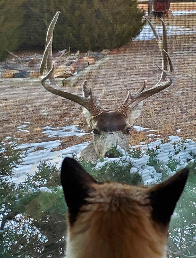 Deer Up Close