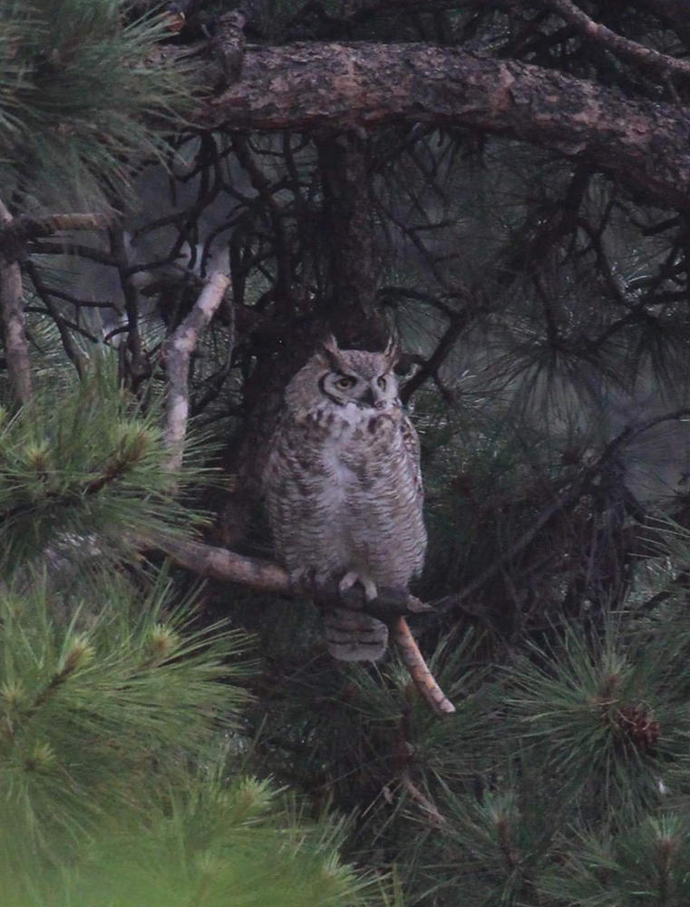 Owl Up Close