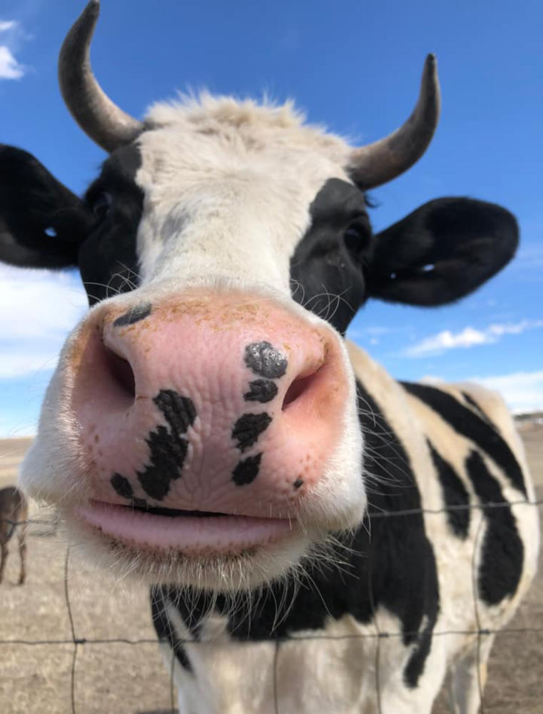 Cow Up Close
