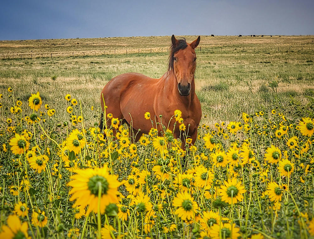 Photo of Horse in Sunflower Field