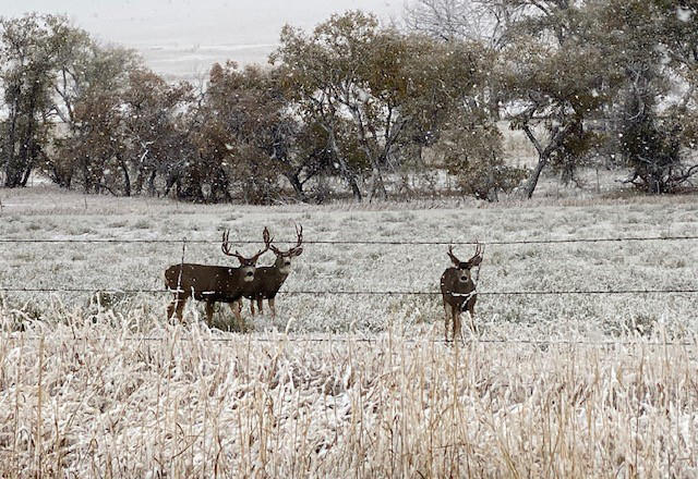 Picture of Deer near Kiowa